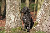 CANE CORSO 1358
